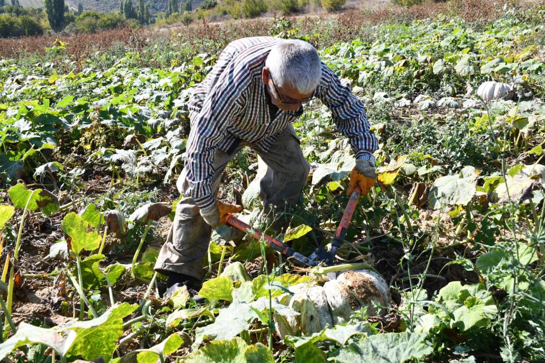 Tadı kestaneye benziyor. Bir tanesi 25 kilo bile gelebiliyor. 1 yıl bozulmadan saklanabiliyor 3